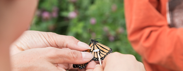Monarch Tagging - Drop in Class 2025